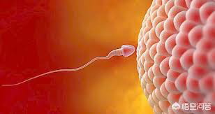 50岁助孕产子包生男孩_试管婴儿三期的这5个细微感觉表明受孕成功。